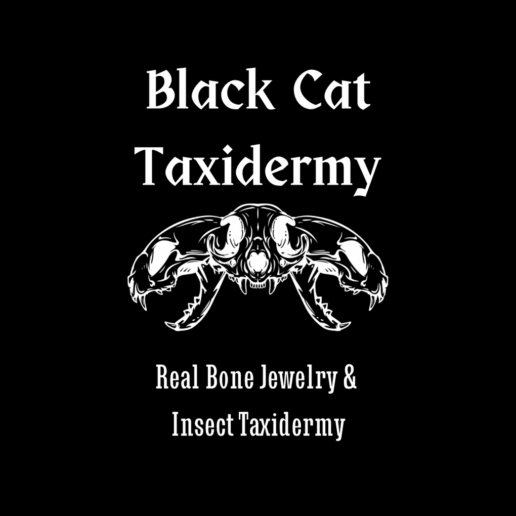 Black and white logo for Black Cat Taxidermy with a skull illustration on a black background.