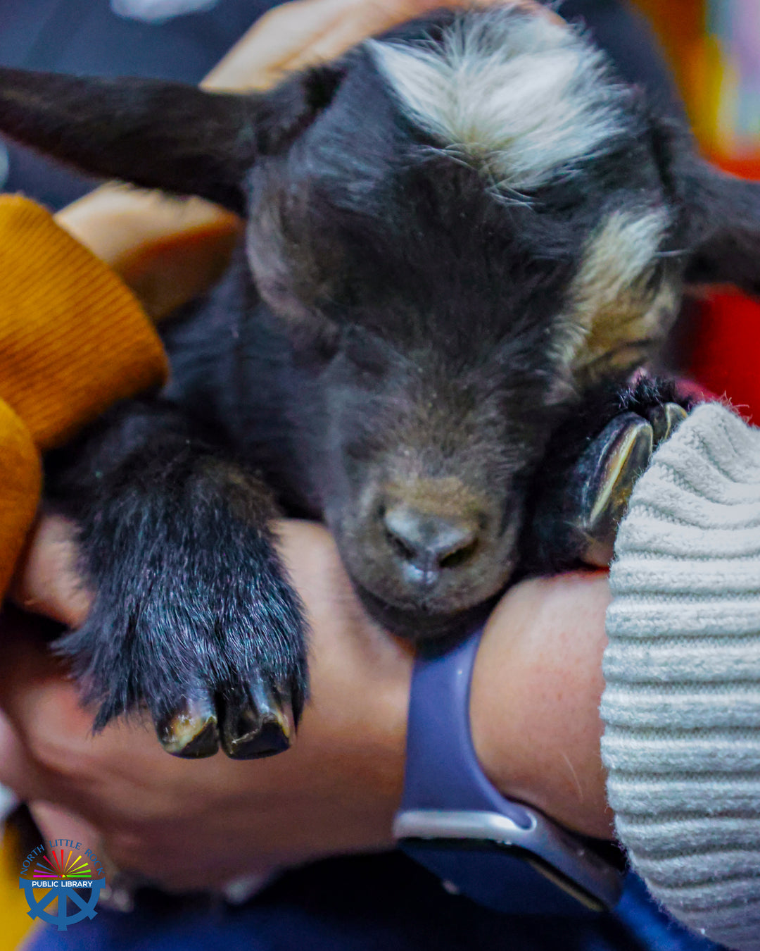 Closeup on a black baby goat asleep in a library staff member's arms.