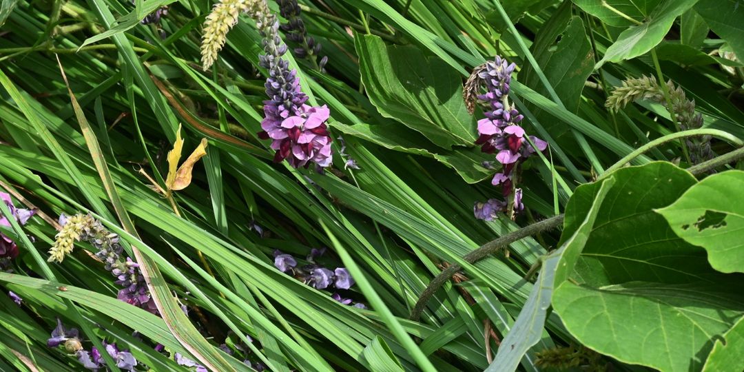 Long green stalks with purple and yellow flowers.